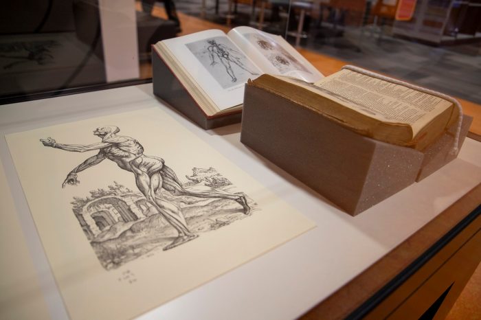 A display case containing an illustration of a figure with their muscles exposed and two books propped open