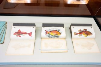 A view inside the glass display cabinet, containing three books with their pages open to illustrations of fish, hand-painted in bright reds, yellows and blues.  