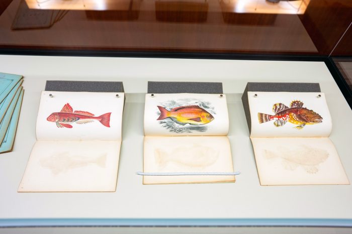 A view inside the glass display cabinet, containing three books with their pages open to illustrations of fish, hand-painted in bright reds, yellows and blues.  