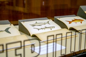 A view inside the glass display cabinet, containing three books with their pages open to illustrations of fish. The camera is focused on an illustration of two grey sharks.