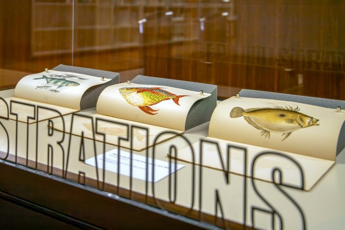 A view inside the glass display cabinet, containing three books with their pages open to illustrations of fish. Each is painted in vibrant reds, greens, and browns.