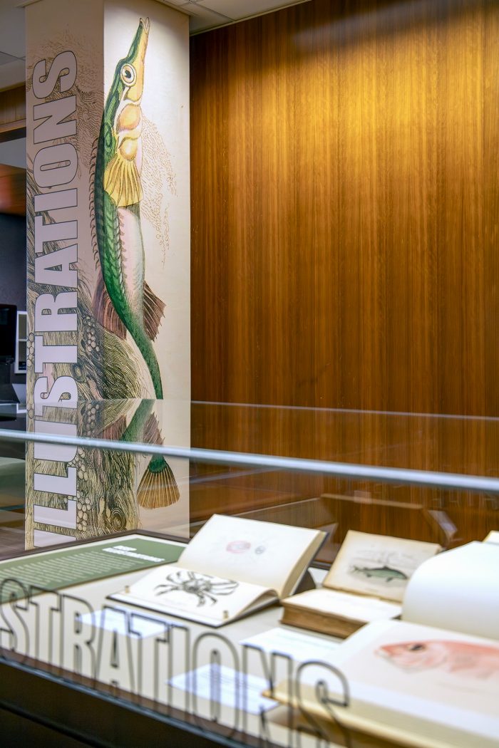 View of a single glass cabinet filled with books. In the background is a column with a large, decorative illustration of a long green fish surrounded by seaweed. This image stretches up to the ceiling.