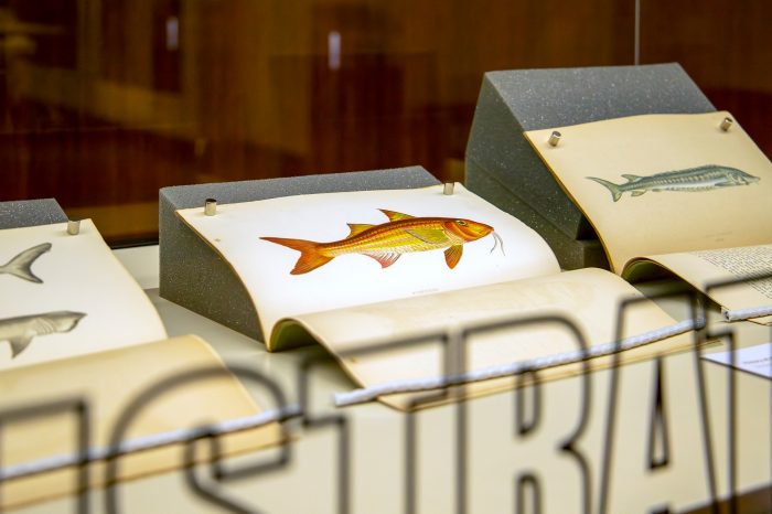 A view inside the glass display cabinet, containing three books with their pages open to illustrations of fish. The camera is focused on a fish with long whiskers hand-painted in vibrant red and yellow. 