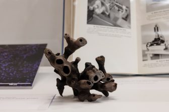 A close up photo of a brown sea sponge. Behind the sponge is a book showing images of a microscope.