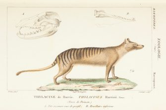 Drawn to Extinction A colour illustration of a Tasmania tiger, a dog-like animal with a sandy-brown coat, and dark stripes on its back