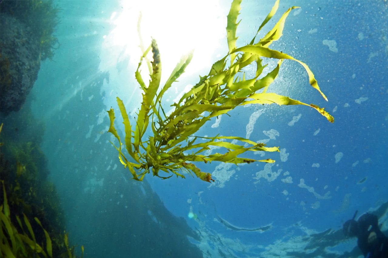 An underwater photo. A bunch of seaweed floats through clear blue ocean water, with filtered sunlight in the background.